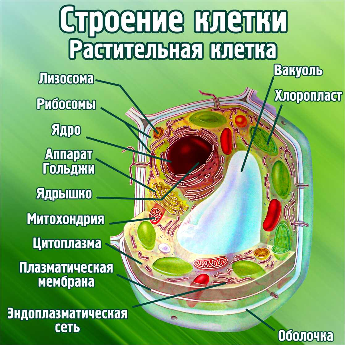 Строение клетки Растительная клетка в Майкопе заказать изготовление  (вариант 2)