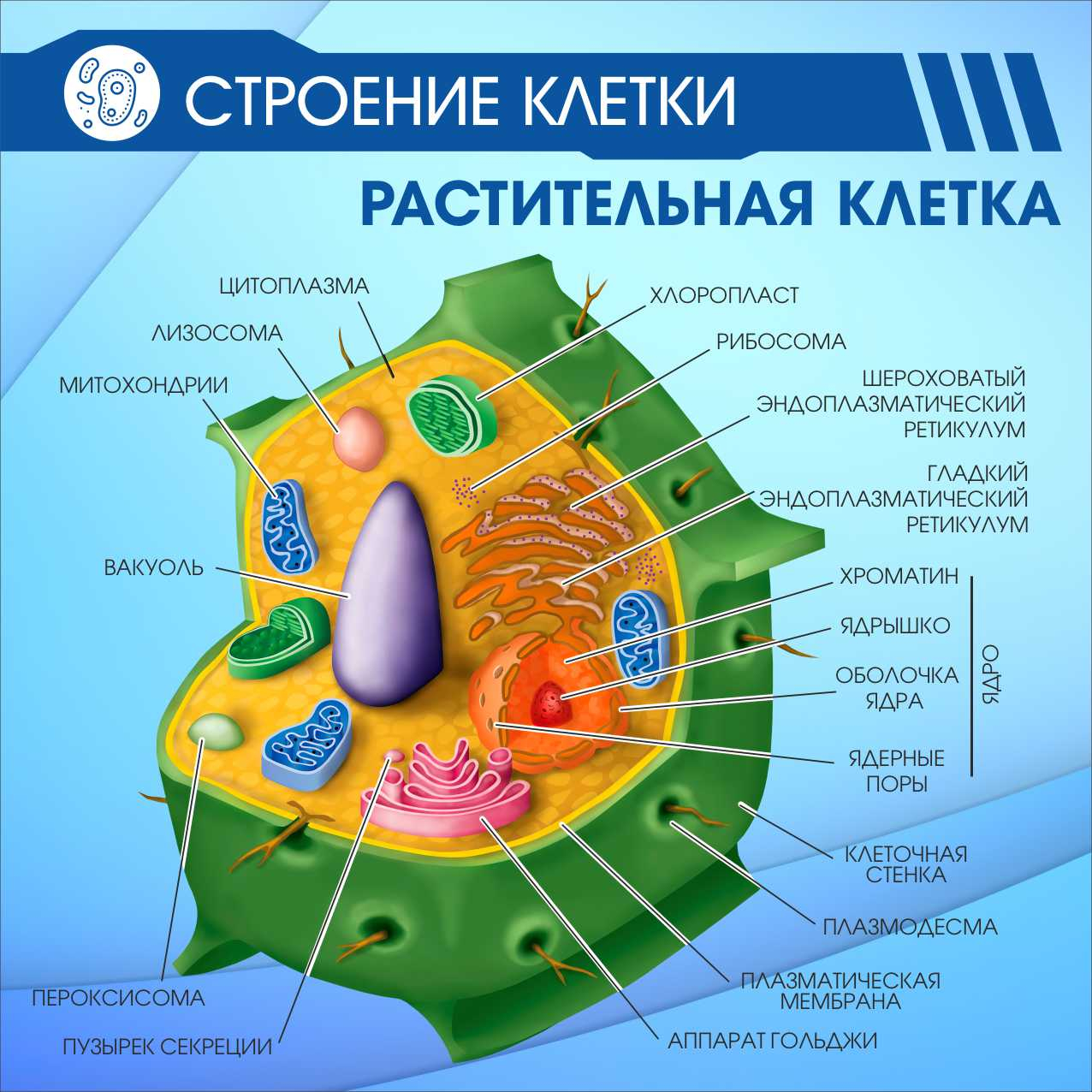 Строение клетки Растительная клетка в Майкопе