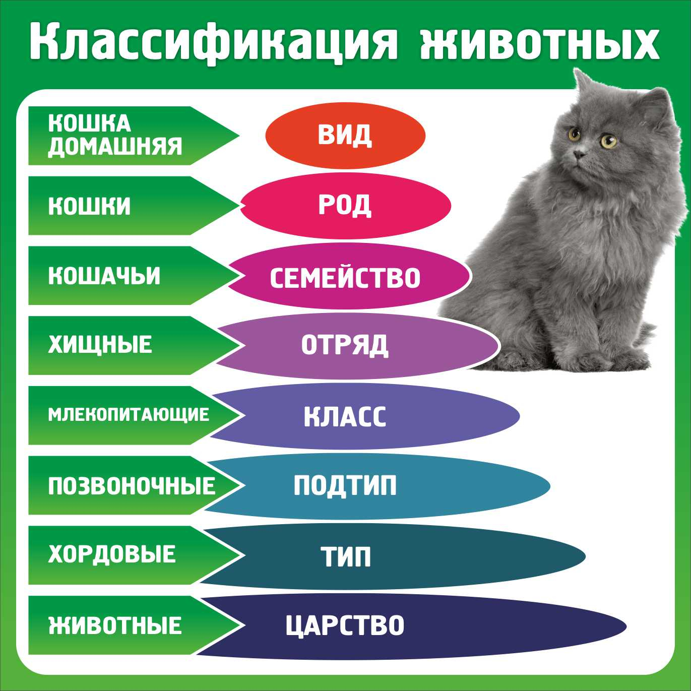 Классификация животных в Майкопе